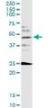 Forkhead box protein F2 antibody, H00002295-M08, Novus Biologicals, Western Blot image 