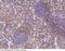 Selectin P Ligand antibody, 50770-T24, Sino Biological, Immunohistochemistry paraffin image 