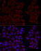 Calmodulin antibody, 15-681, ProSci, Immunofluorescence image 