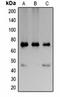 Lamin B1 antibody, orb334762, Biorbyt, Western Blot image 