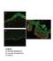 RB Binding Protein 9, Serine Hydrolase antibody, A09378, Boster Biological Technology, Immunohistochemistry frozen image 