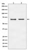E2F-1 antibody, M00257, Boster Biological Technology, Western Blot image 
