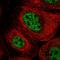 GINS Complex Subunit 3 antibody, HPA048209, Atlas Antibodies, Immunofluorescence image 