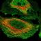 NK-tumor recognition protein antibody, HPA051576, Atlas Antibodies, Immunofluorescence image 