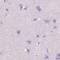 Liver carboxylesterase 1 antibody, NBP2-48854, Novus Biologicals, Immunohistochemistry paraffin image 