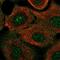 COMM Domain Containing 4 antibody, NBP2-49500, Novus Biologicals, Immunocytochemistry image 