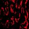 Presenilin Enhancer, Gamma-Secretase Subunit antibody, orb74776, Biorbyt, Immunofluorescence image 