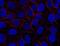 AHNAK Nucleoprotein antibody, LS-C112408, Lifespan Biosciences, Immunocytochemistry image 