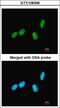 IK Cytokine antibody, LS-C185981, Lifespan Biosciences, Immunocytochemistry image 