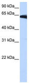 Phosphatidylinositol Glycan Anchor Biosynthesis Class W antibody, TA331011, Origene, Western Blot image 