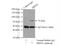 HBS1-like protein antibody, 10359-1-AP, Proteintech Group, Immunoprecipitation image 