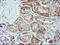 Joining Chain Of Multimeric IgA And IgM antibody, LS-C173683, Lifespan Biosciences, Immunohistochemistry frozen image 