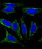 Muscarinic acetylcholine receptor M2 antibody, M02733, Boster Biological Technology, Immunofluorescence image 