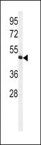 HVCN1 antibody, LS-C165091, Lifespan Biosciences, Western Blot image 