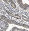 Eyes absent homolog 4 antibody, A04516-3, Boster Biological Technology, Immunohistochemistry paraffin image 