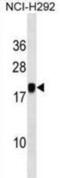 Pituitary gland-specific factor 1 antibody, abx030608, Abbexa, Western Blot image 