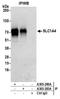 Neutral amino acid transporter A antibody, A305-283A, Bethyl Labs, Immunoprecipitation image 