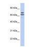 Uncharacterized glycosyltransferase AGO61 antibody, NBP1-79304, Novus Biologicals, Western Blot image 