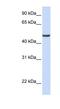 Ferredoxin Reductase antibody, NBP1-54789, Novus Biologicals, Western Blot image 