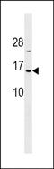 Histone H2B type 1-A antibody, PA5-49020, Invitrogen Antibodies, Western Blot image 