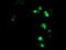 ATR Interacting Protein antibody, LS-C337713, Lifespan Biosciences, Immunofluorescence image 