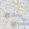 LETM1 domain-containing protein 1 antibody, A2147, ABclonal Technology, Immunohistochemistry paraffin image 