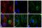 Mouse IgG (H+L) antibody, A16165, Invitrogen Antibodies, Immunofluorescence image 