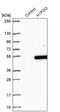 H1 Histone Family Member O Oocyte Specific antibody, PA5-58200, Invitrogen Antibodies, Western Blot image 