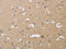Enoyl-CoA hydratase, mitochondrial antibody, CSB-PA568195, Cusabio, Immunohistochemistry frozen image 