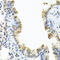 Arylsulfatase F antibody, 23-400, ProSci, Immunohistochemistry paraffin image 