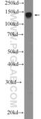 CAPRIN2 antibody, 20766-1-AP, Proteintech Group, Western Blot image 