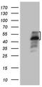 Phosphatidylserine Decarboxylase antibody, TA807337S, Origene, Western Blot image 