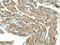 HAL antibody, A02612, Boster Biological Technology, Immunohistochemistry frozen image 