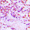 SUMO Specific Peptidase 3 antibody, LS-C353387, Lifespan Biosciences, Immunohistochemistry paraffin image 