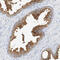 Synaptotagmin-7 antibody, HPA012869, Atlas Antibodies, Immunohistochemistry paraffin image 