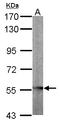 Glycerate Kinase antibody, LS-B14797, Lifespan Biosciences, Western Blot image 