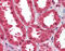 Dimethylarginine Dimethylaminohydrolase 1 antibody, 26-938, ProSci, Immunohistochemistry paraffin image 