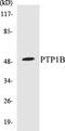 Protein Tyrosine Phosphatase Non-Receptor Type 1 antibody, EKC1489, Boster Biological Technology, Western Blot image 