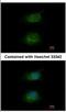 Host Cell Factor C1 antibody, NBP2-16786, Novus Biologicals, Immunocytochemistry image 