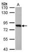 SRY-Box 13 antibody, PA5-21556, Invitrogen Antibodies, Western Blot image 