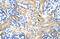 Methenyltetrahydrofolate Synthetase Domain Containing antibody, 29-460, ProSci, Western Blot image 