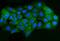Adenosine A2b Receptor antibody, A05238-2, Boster Biological Technology, Immunofluorescence image 