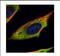 Calpain 11 antibody, NBP2-15673, Novus Biologicals, Immunocytochemistry image 