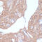 Collagen Type I Alpha 1 Chain antibody, 16-789, ProSci, Immunohistochemistry frozen image 