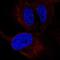 Zinc Finger Protein 239 antibody, NBP2-55297, Novus Biologicals, Immunocytochemistry image 