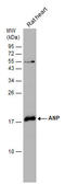Natriuretic Peptide A antibody, GTX109255, GeneTex, Western Blot image 