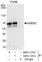 Glucocorticoid Modulatory Element Binding Protein 2 antibody, NBP2-12763, Novus Biologicals, Immunoprecipitation image 