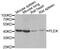 Pleckstrin antibody, abx006620, Abbexa, Western Blot image 