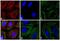 Mouse IgG (Fc) antibody, A16095, Invitrogen Antibodies, Immunofluorescence image 