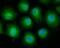 Cullin 4A antibody, NBP2-75459, Novus Biologicals, Immunofluorescence image 